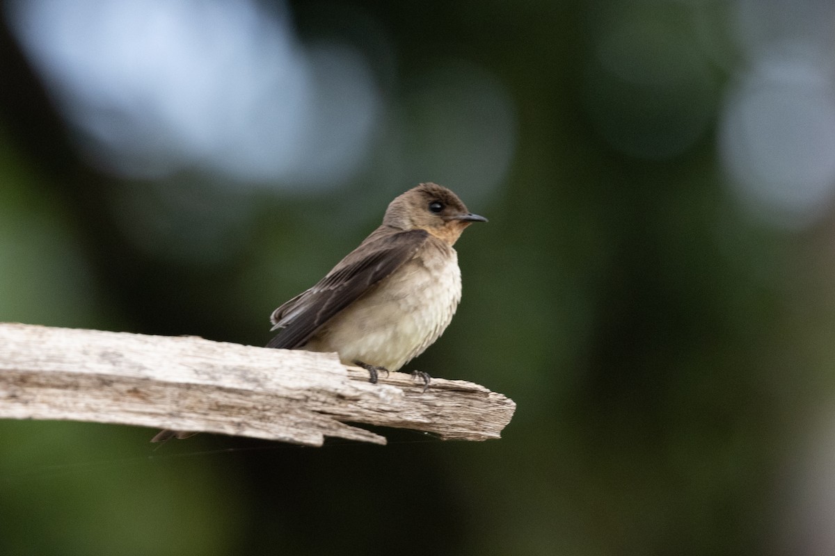 Southern Rough-winged Swallow - ML616536119