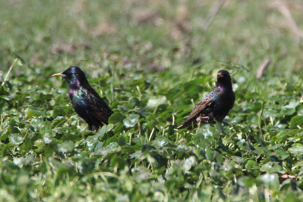 European Starling - ML616536129