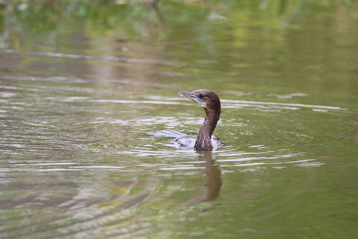 Little Cormorant - ML616536169