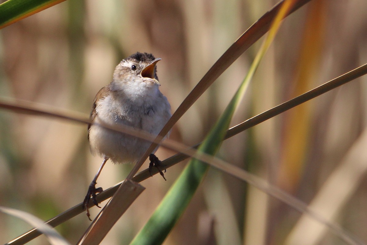 Marsh Wren - ML616536180