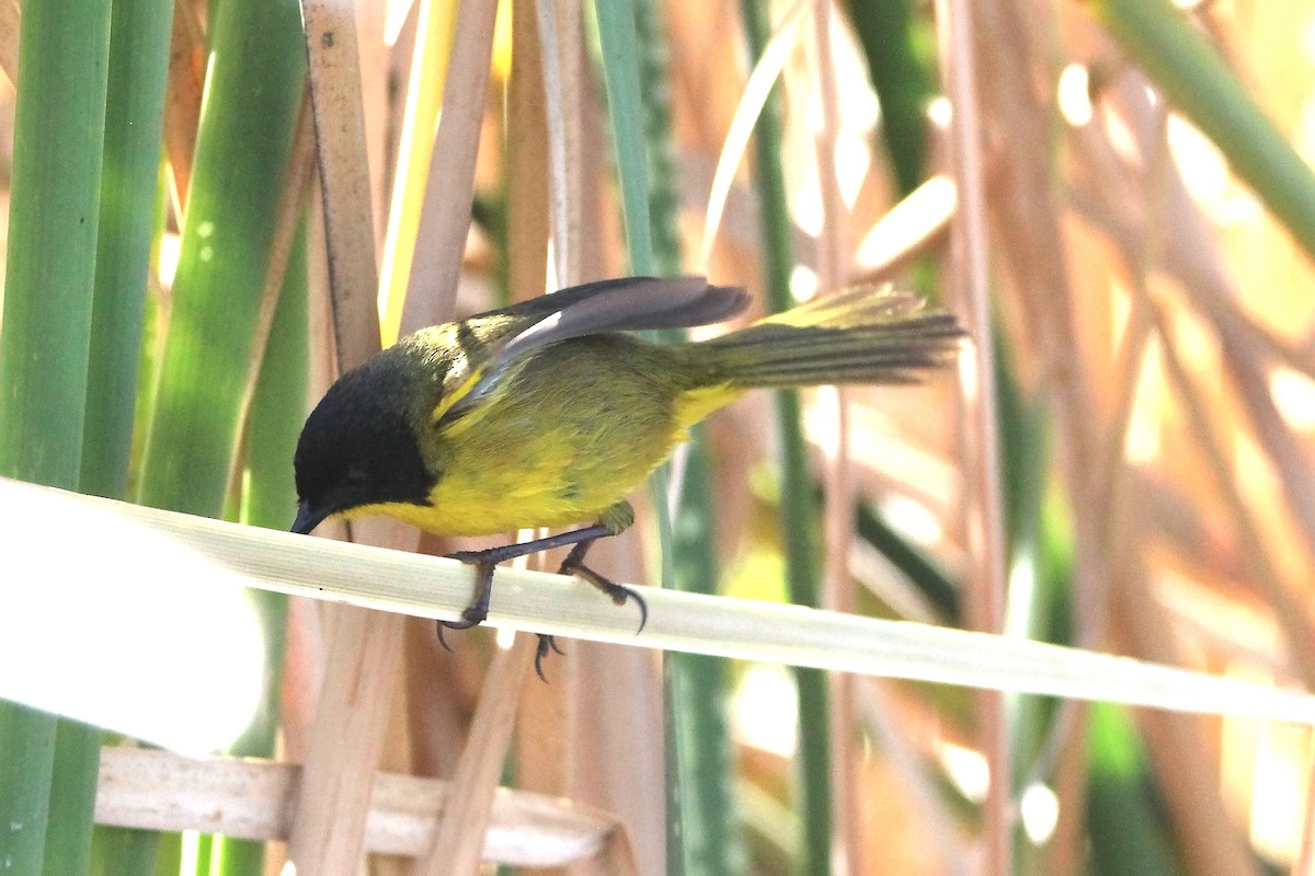 Black-polled Yellowthroat - Paul Lewis