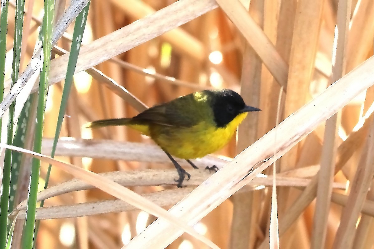 Black-polled Yellowthroat - Paul Lewis