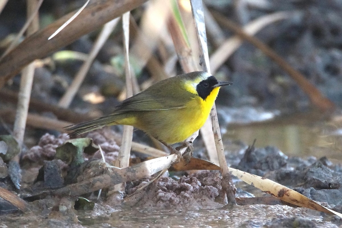 Common Yellowthroat - ML616536190