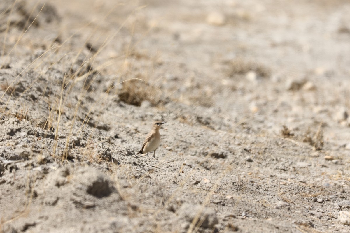 Isabelline Wheatear - Padma Gyalpo