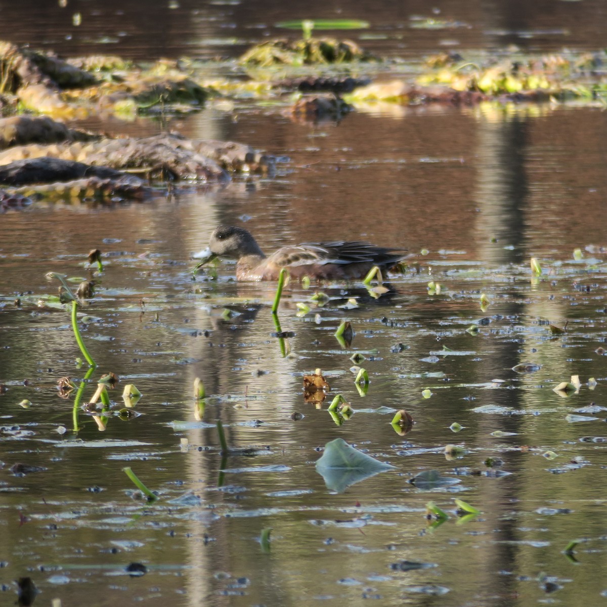 American Wigeon - ML616536278