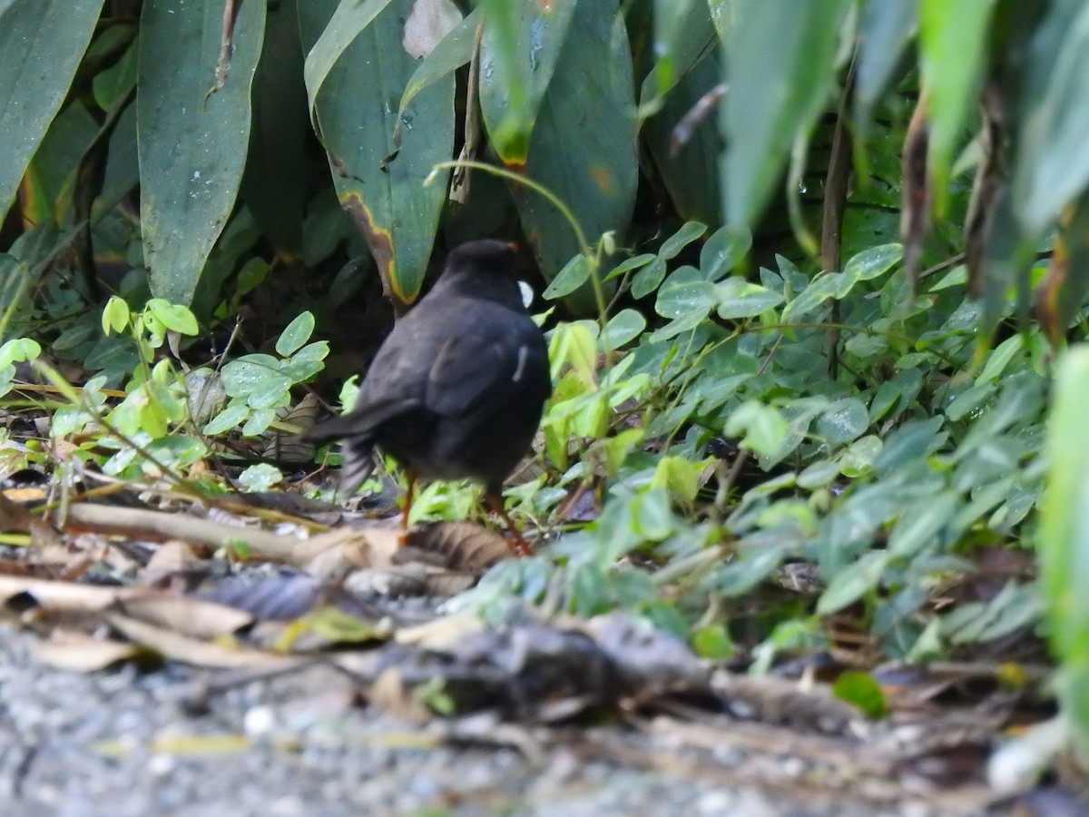 White-chinned Thrush - Heath Harlan