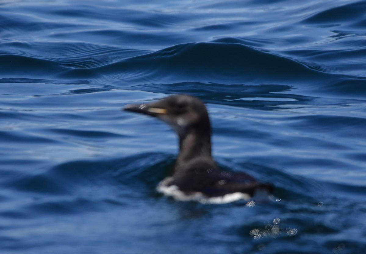 Thick-billed Murre - ML616536390