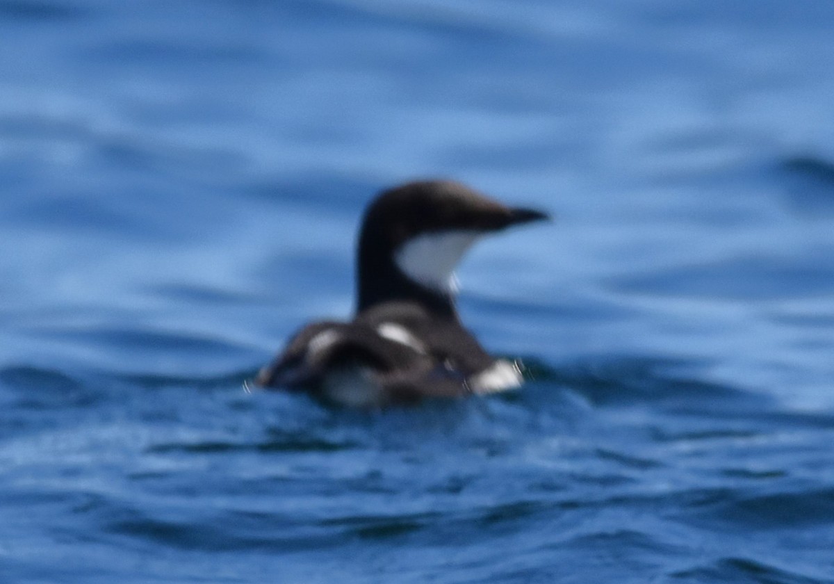 Thick-billed Murre - ML616536391