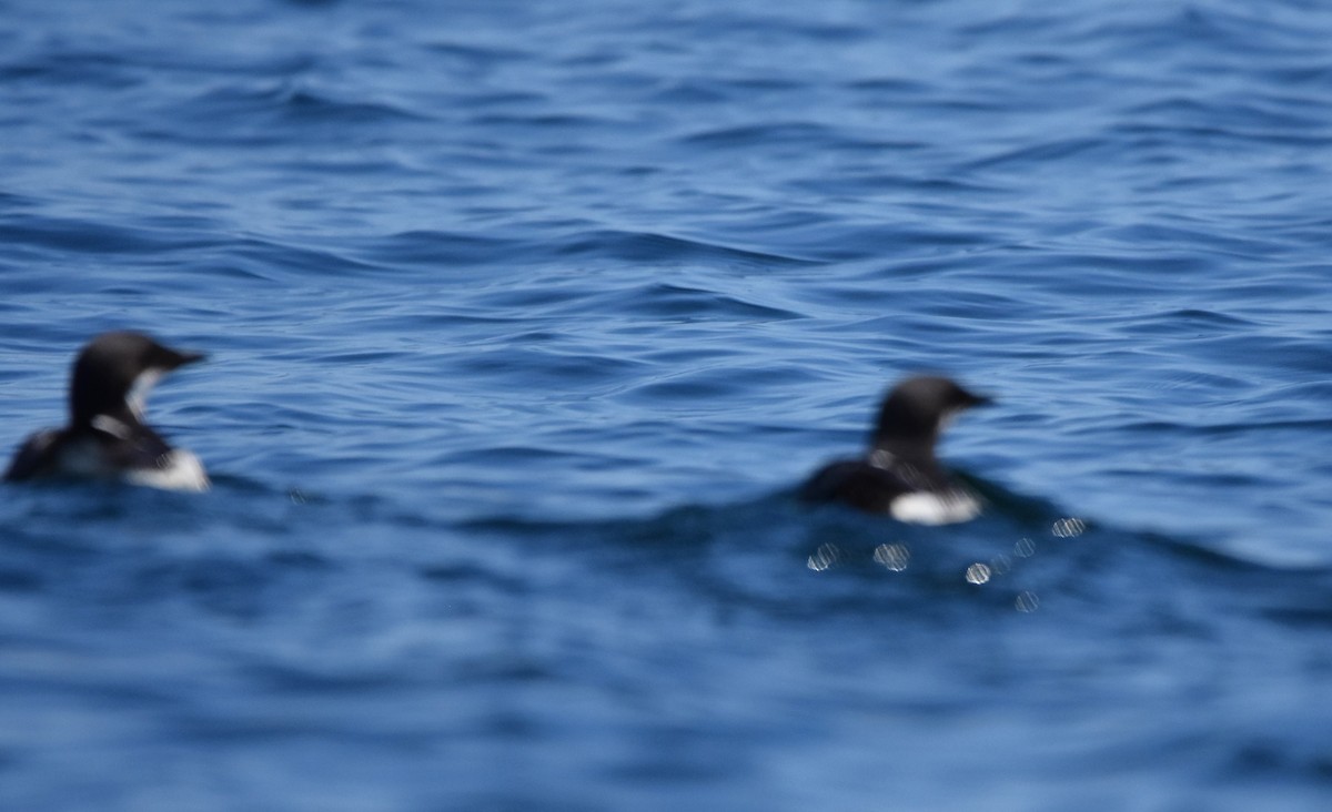 Thick-billed Murre - ML616536392