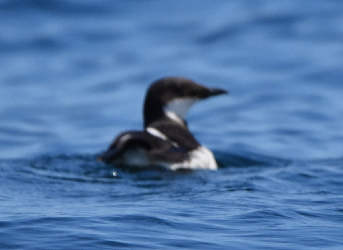 Thick-billed Murre - ML616536393