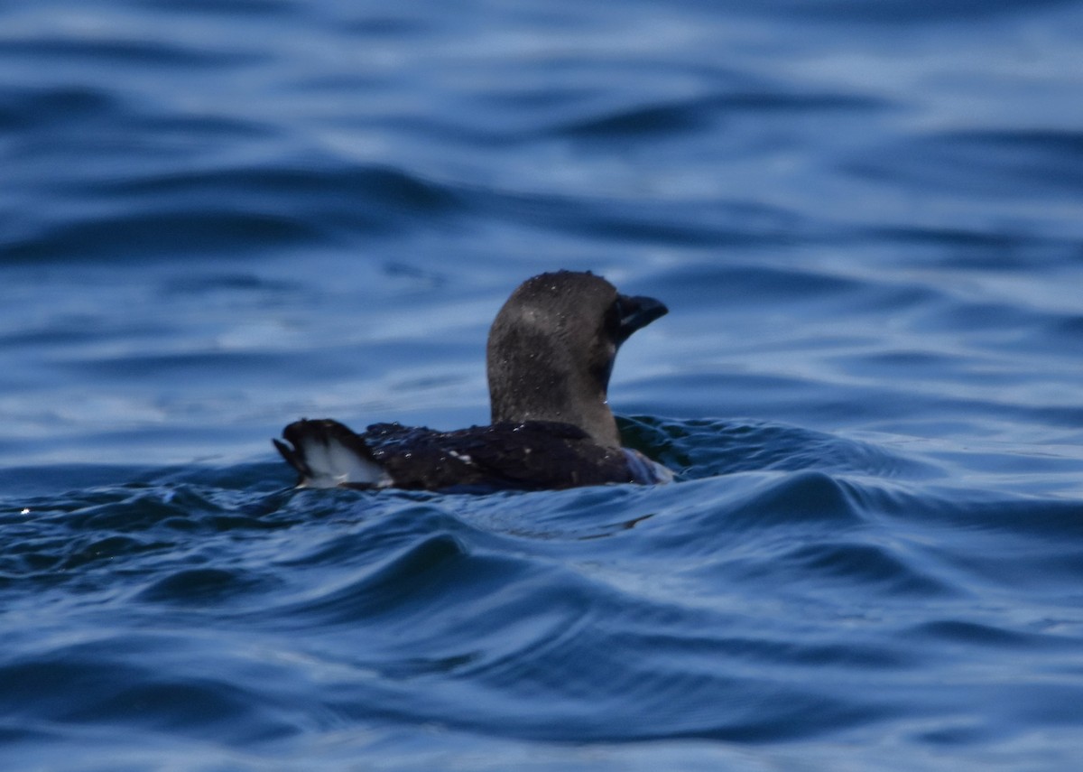 Thick-billed Murre - ML616536396