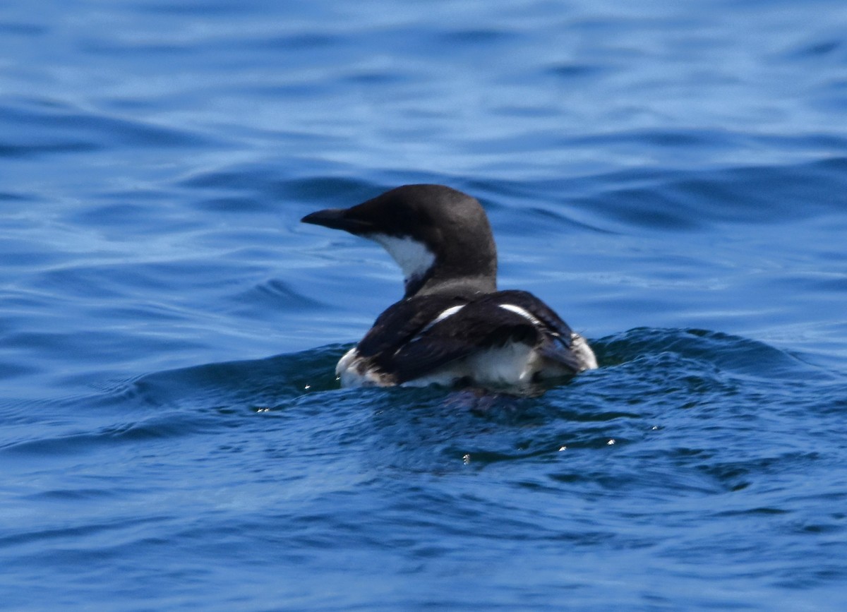 Thick-billed Murre - ML616536397