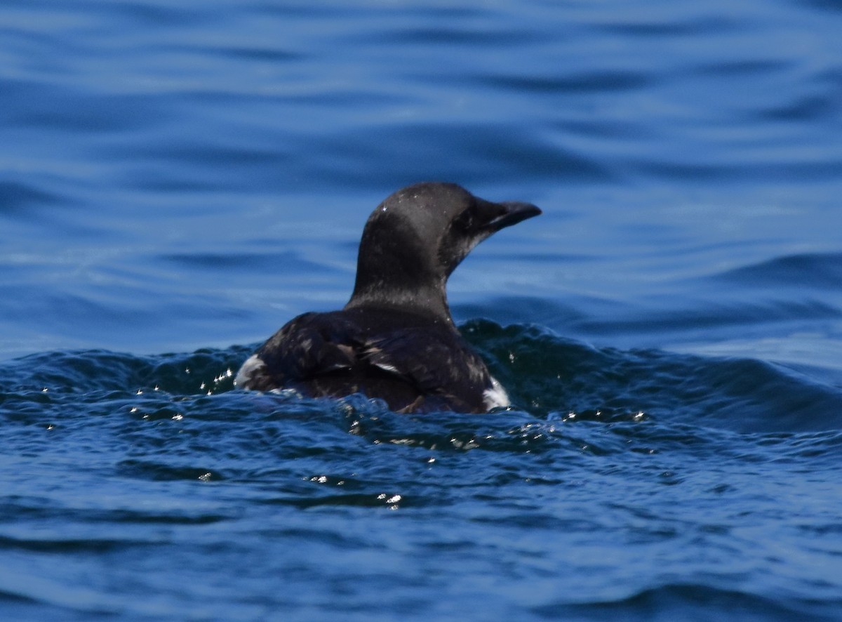 Thick-billed Murre - Zachary Peterson