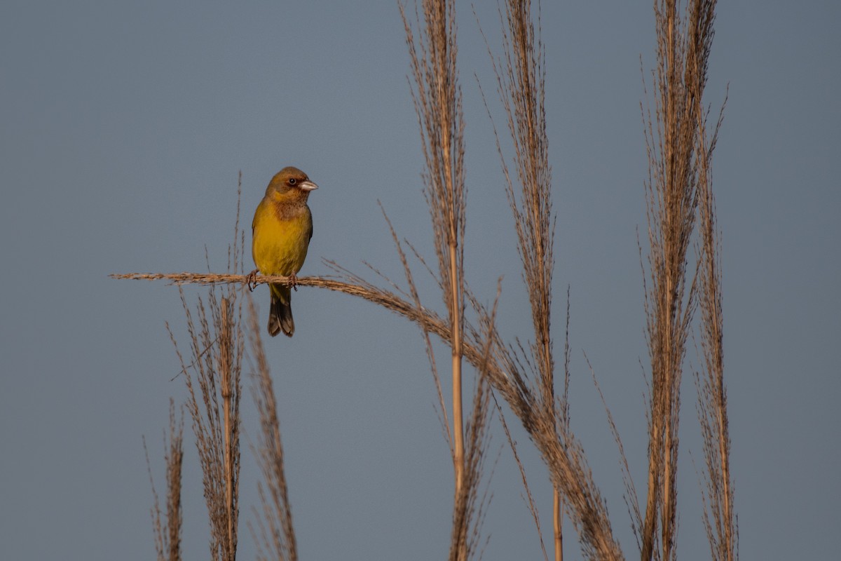 Red-headed Bunting - Vishal Kapur