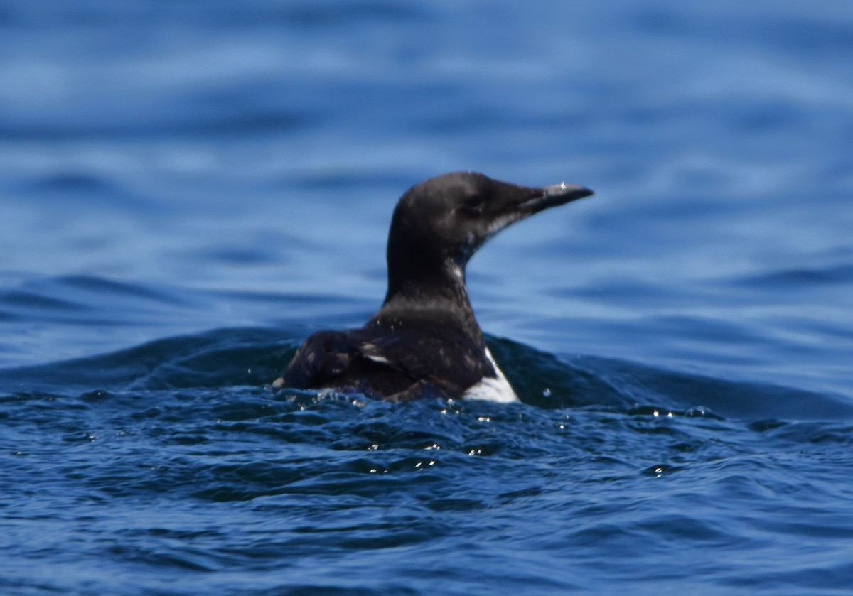 Thick-billed Murre - ML616536401