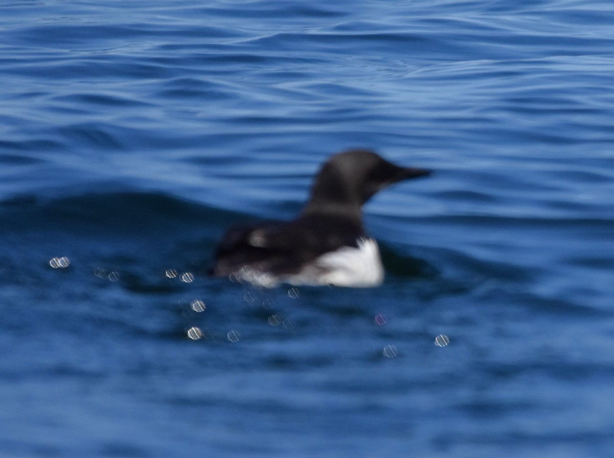 Thick-billed Murre - ML616536402