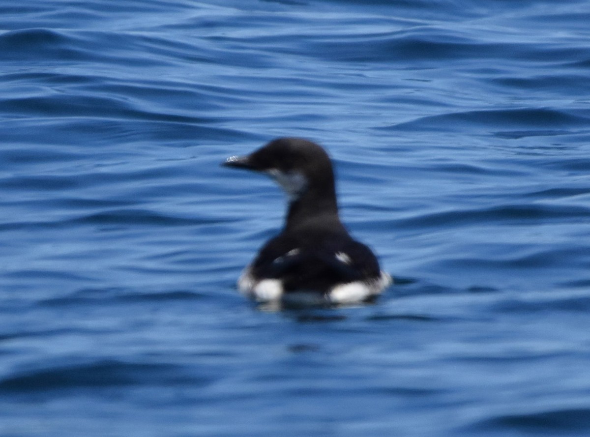 Thick-billed Murre - ML616536403