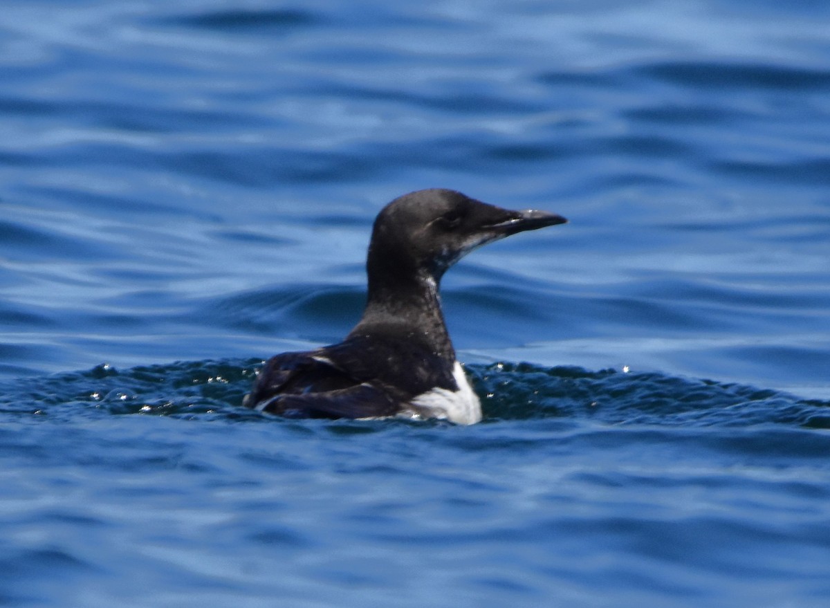 Thick-billed Murre - ML616536404