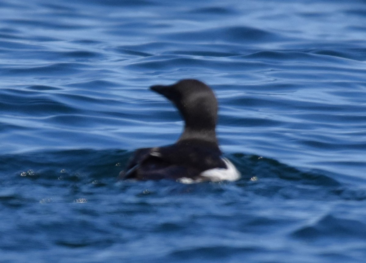 Thick-billed Murre - ML616536405