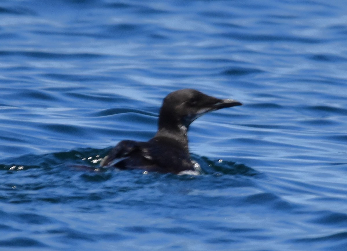 Thick-billed Murre - ML616536406