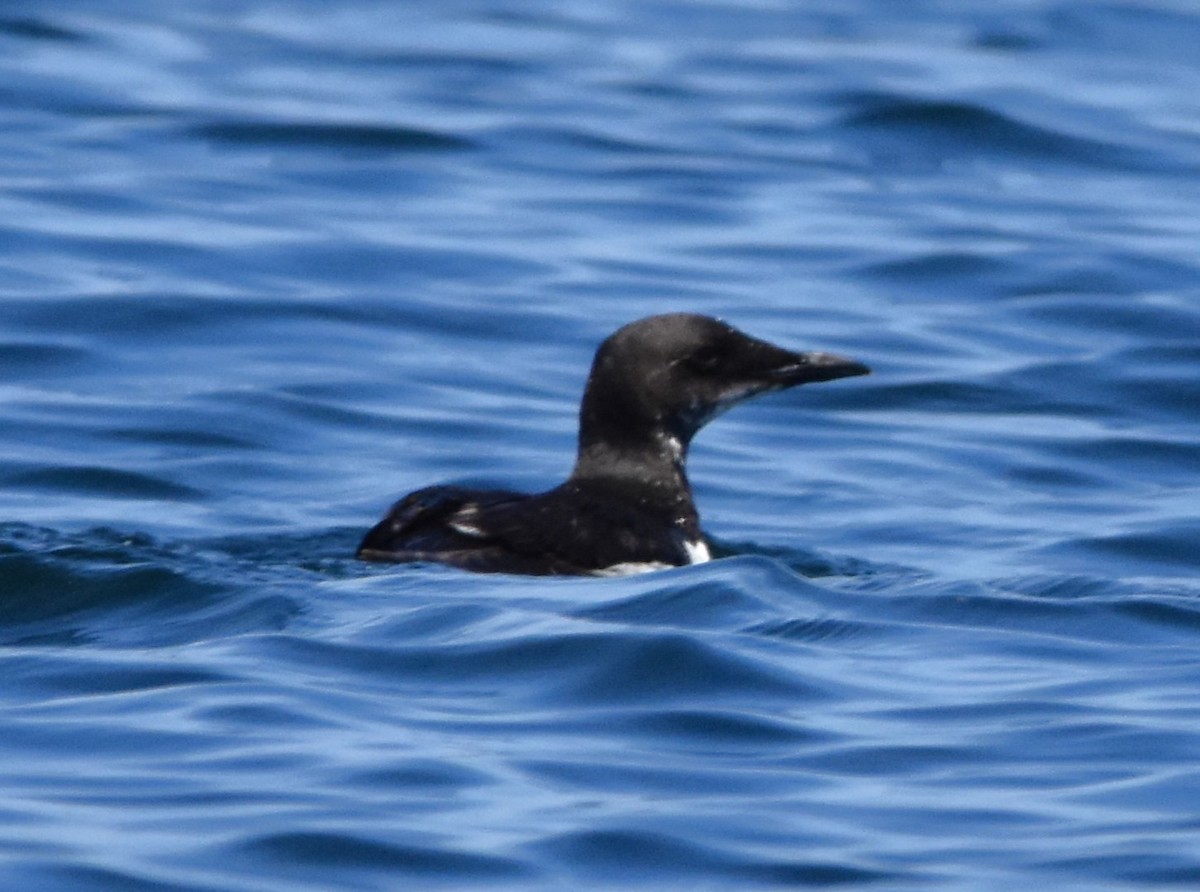 Thick-billed Murre - ML616536407