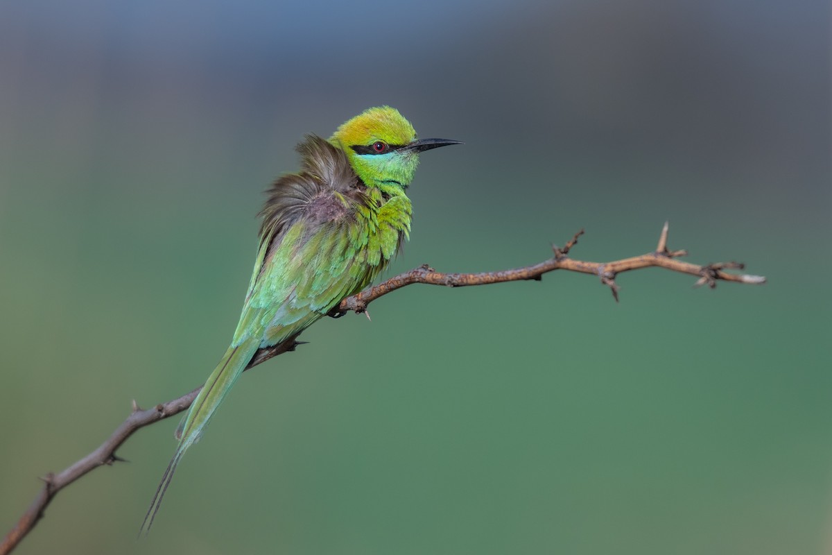 Asian Green Bee-eater - ML616536408