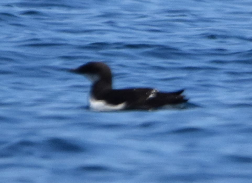 Thick-billed Murre - ML616536409