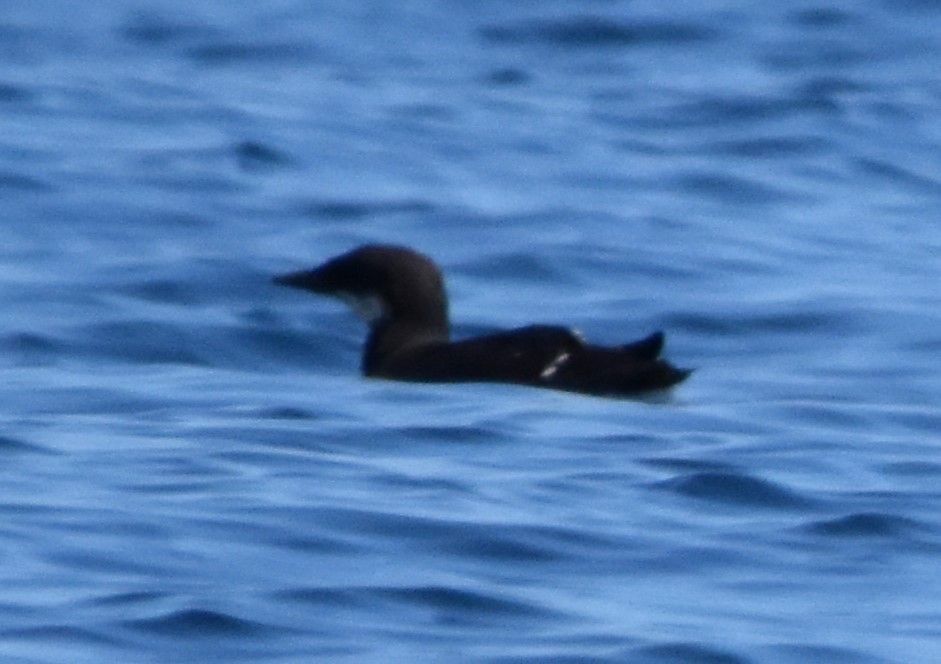 Thick-billed Murre - ML616536410