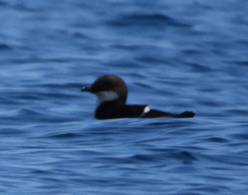 Thick-billed Murre - ML616536411