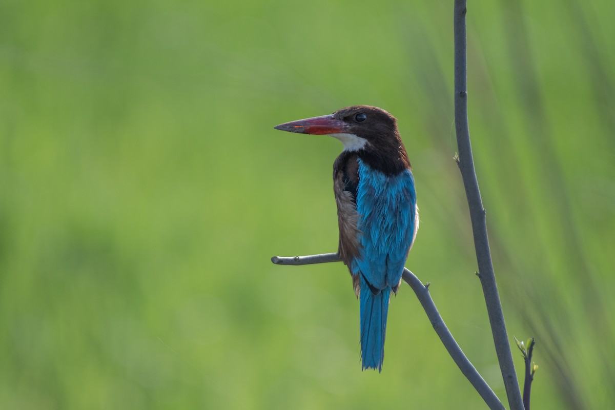 White-throated Kingfisher - ML616536417