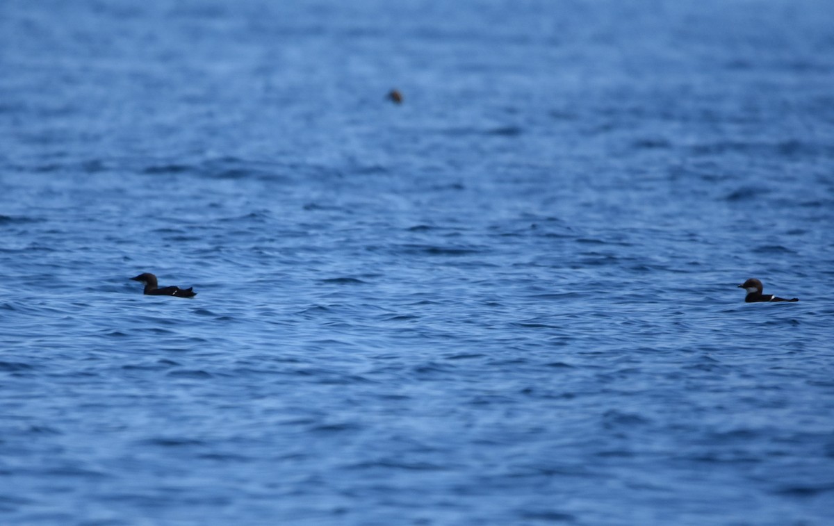 Thick-billed Murre - ML616536419