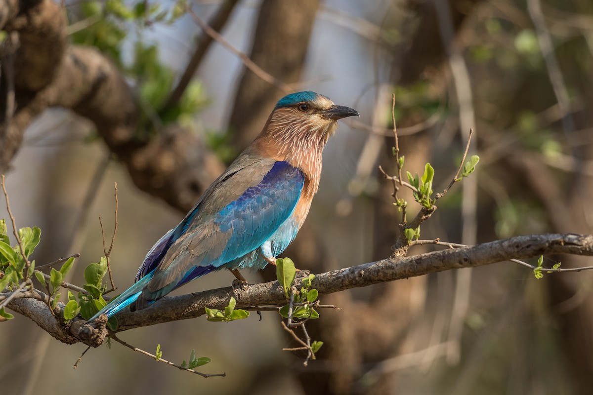 Indian Roller - Pranad Patil