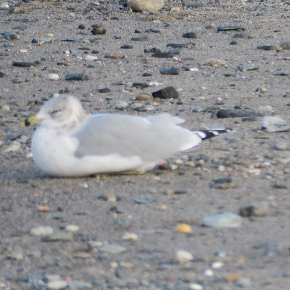 Ring-billed Gull - ML616536443