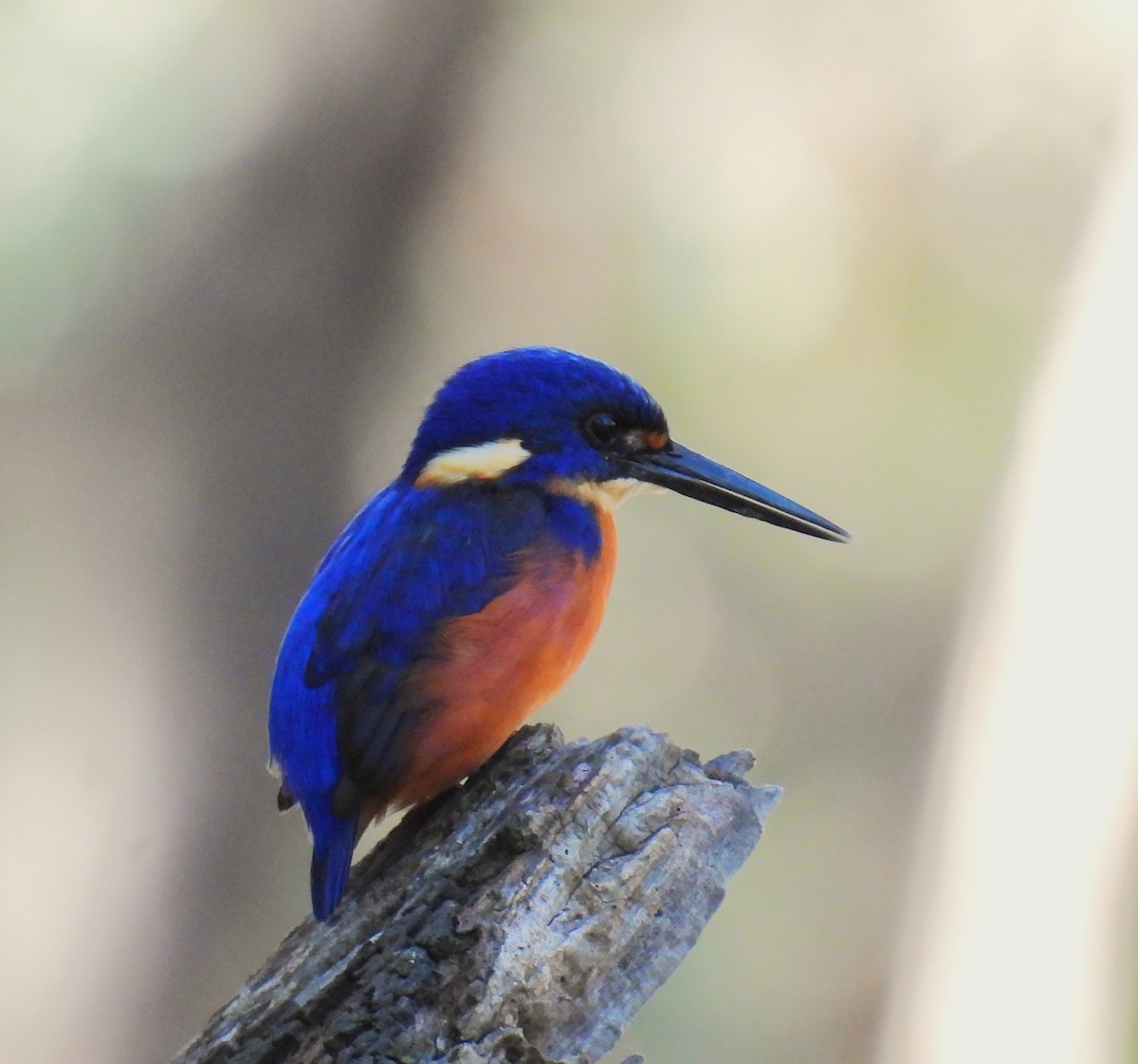 Azure Kingfisher - Helen Erskine-Behr