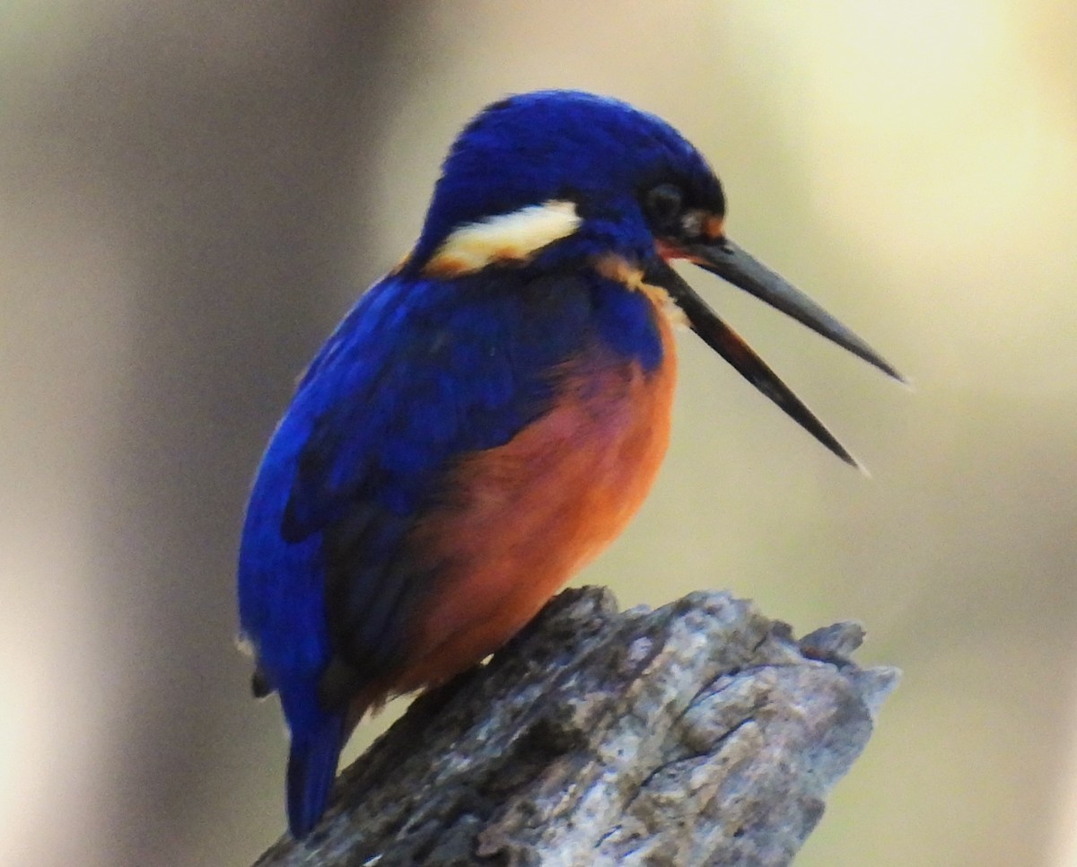 Martin-pêcheur à dos bleu - ML616536475