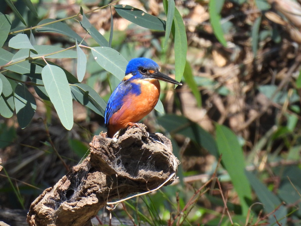 Azure Kingfisher - Helen Erskine-Behr