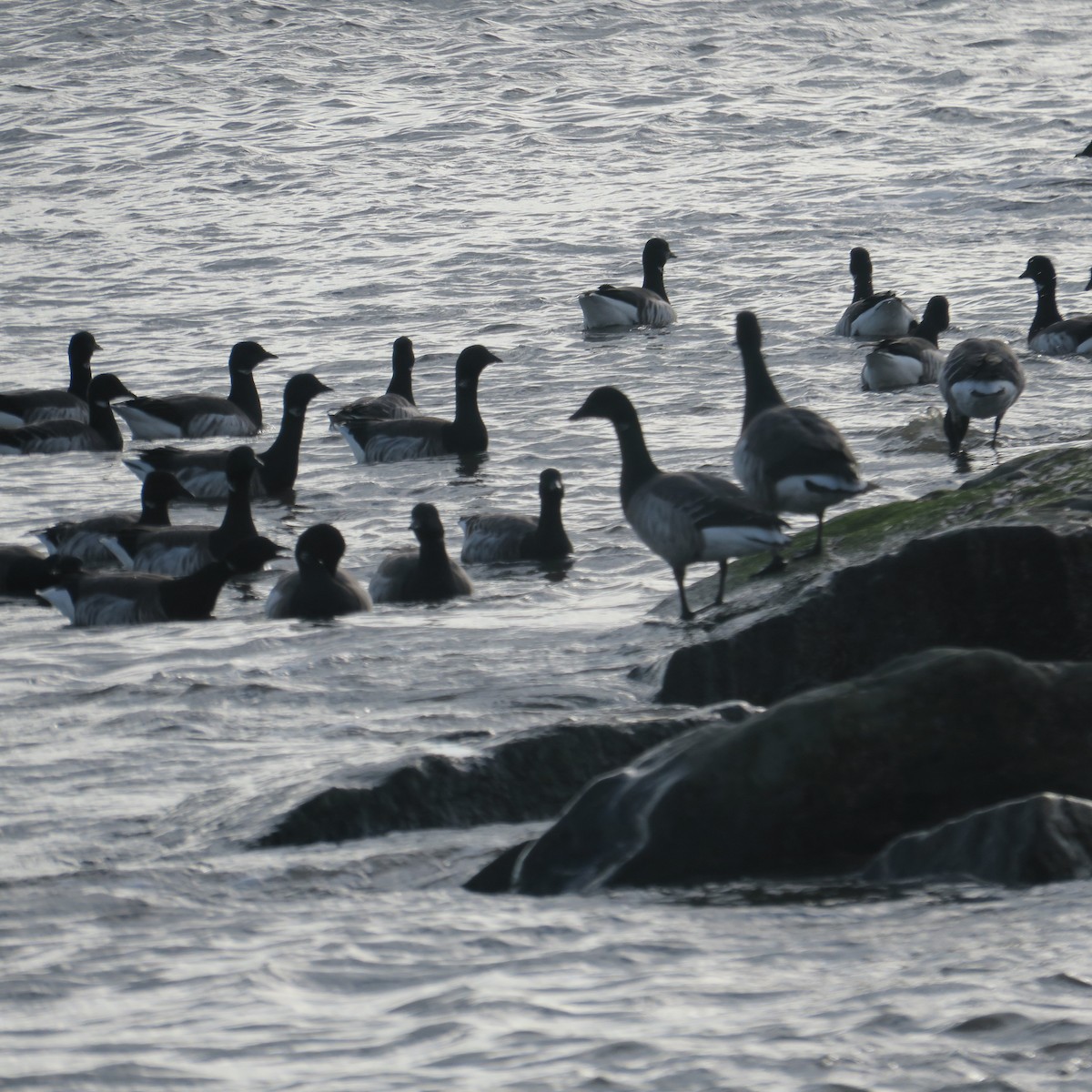 Brant (Atlantic) - ML616536489