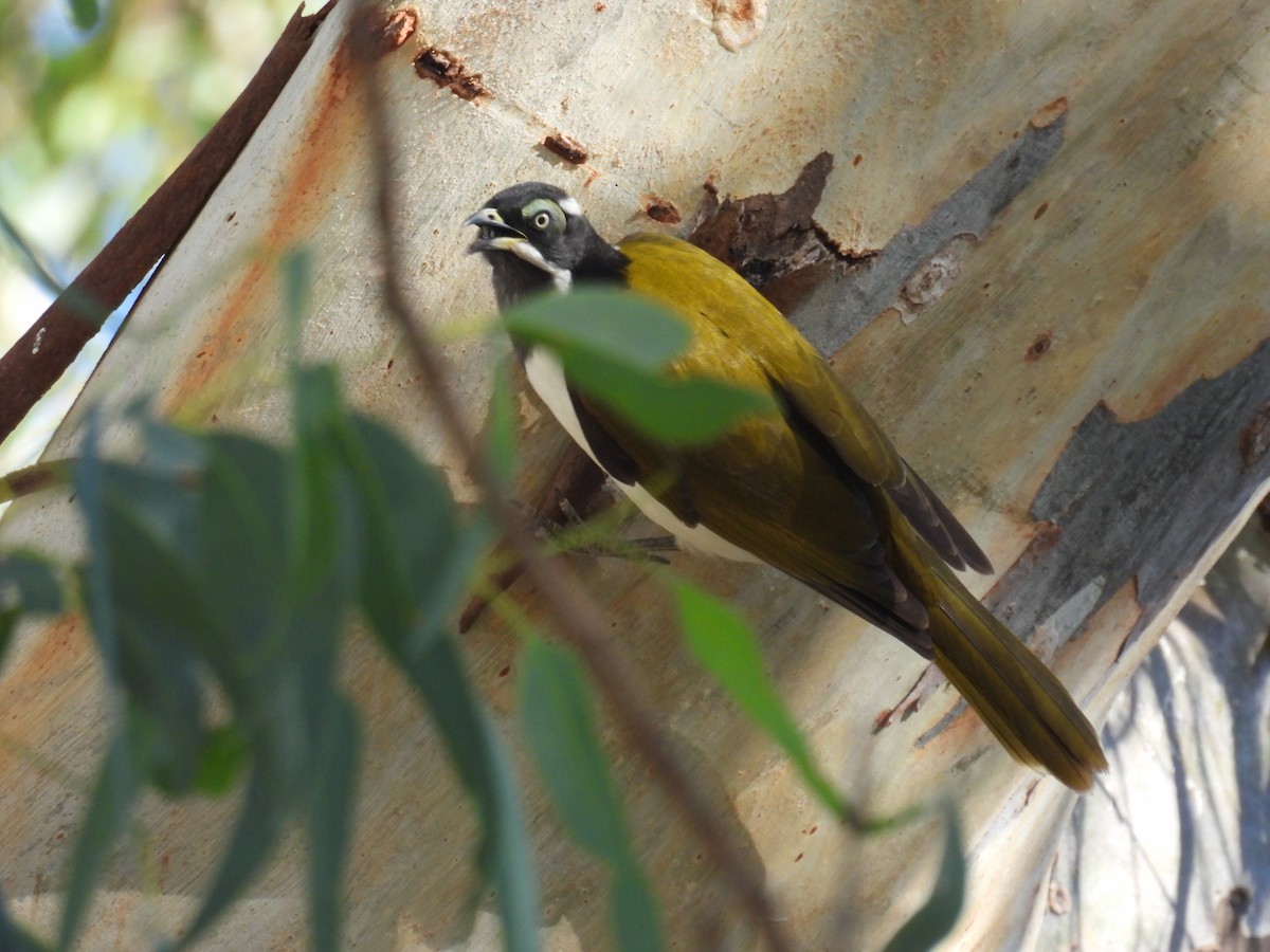 Blue-faced Honeyeater - ML616536501