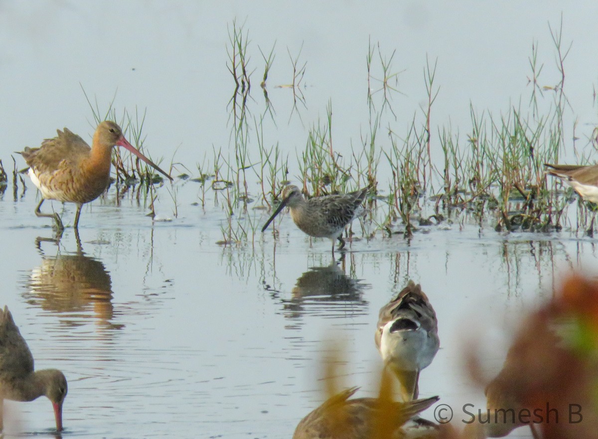 Asian Dowitcher - ML616536558