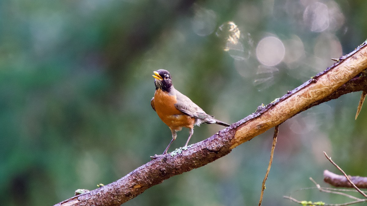 American Robin - ML616536563