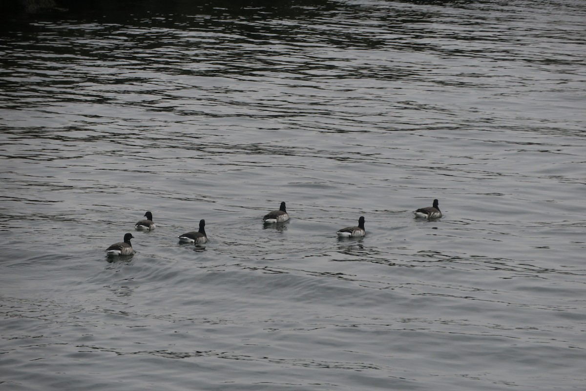 Brant - ML616536572