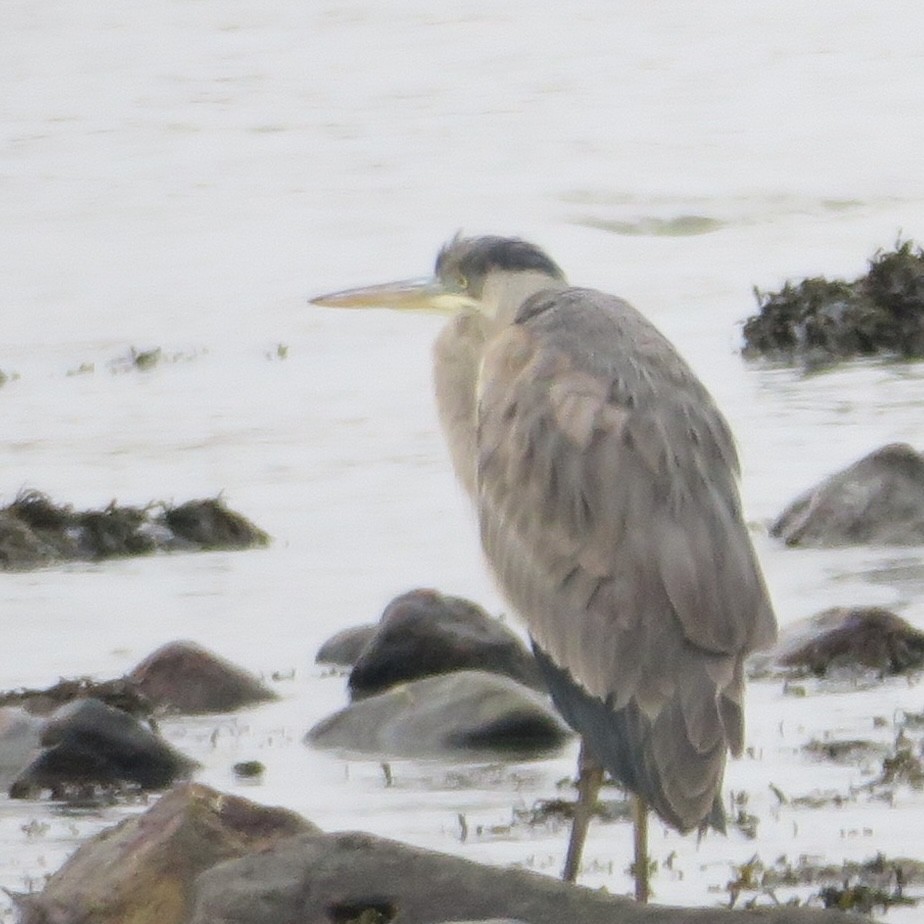 Great Blue Heron - ML616536592