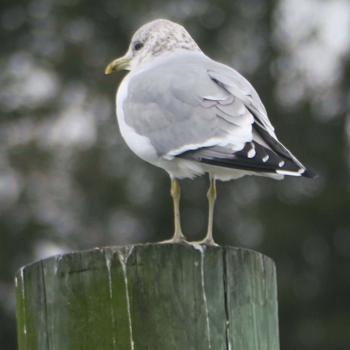 Common Gull (Kamchatka) - Jonathan Frantz