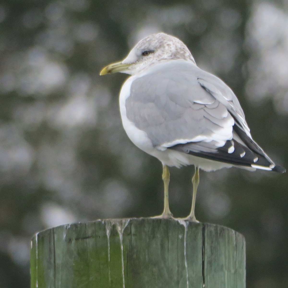 Common Gull (Kamchatka) - Jonathan Frantz