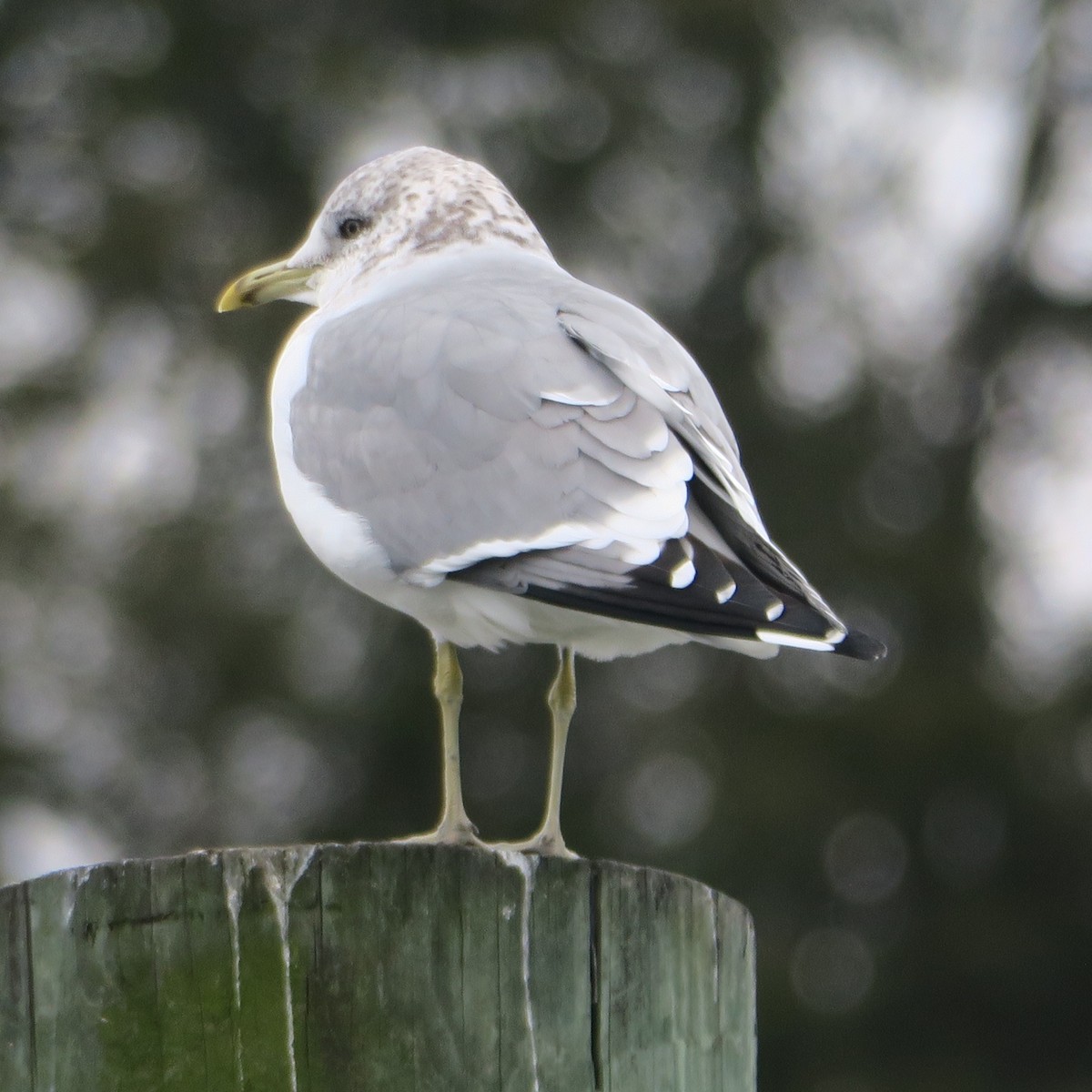 Common Gull (Kamchatka) - Jonathan Frantz