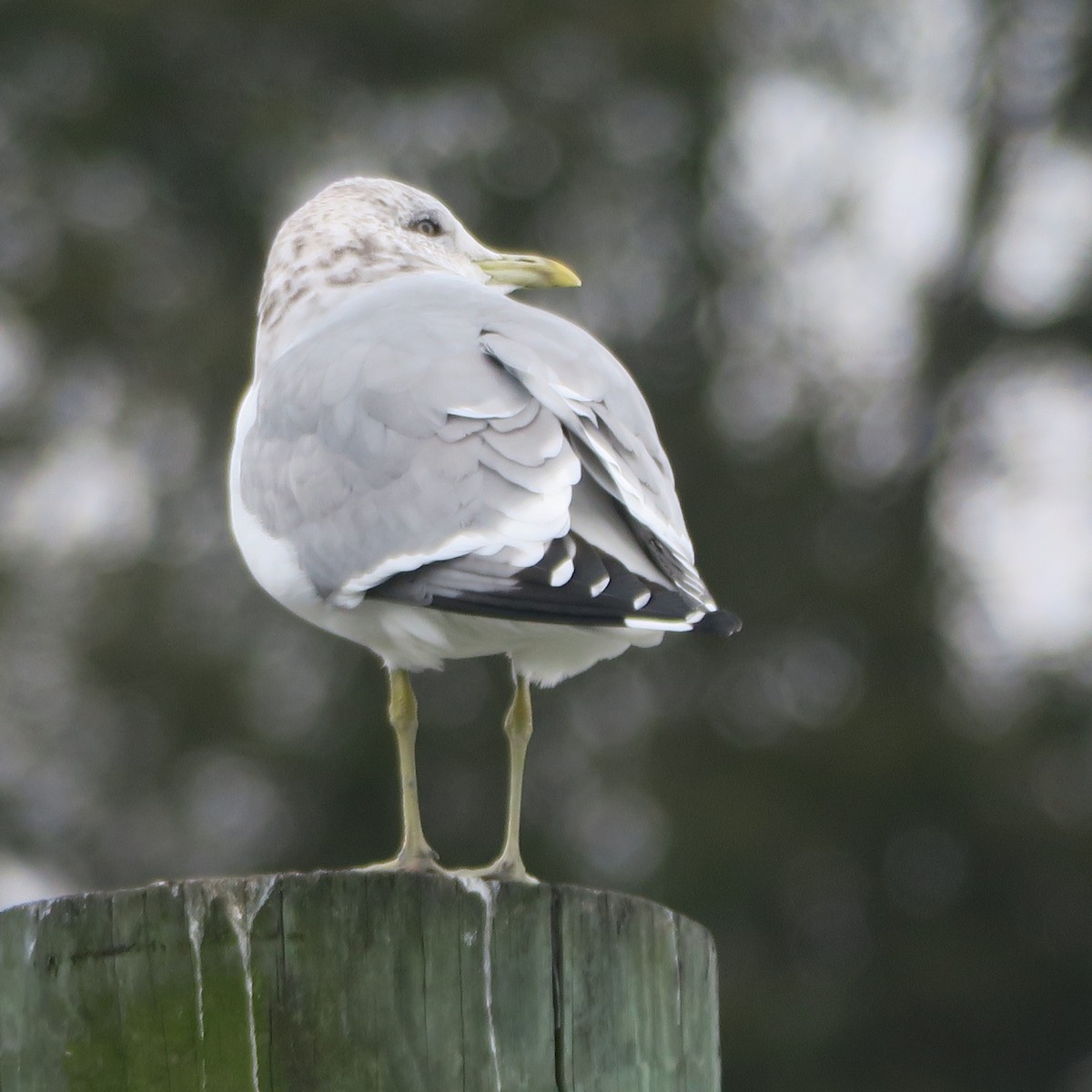 Common Gull (Kamchatka) - Jonathan Frantz