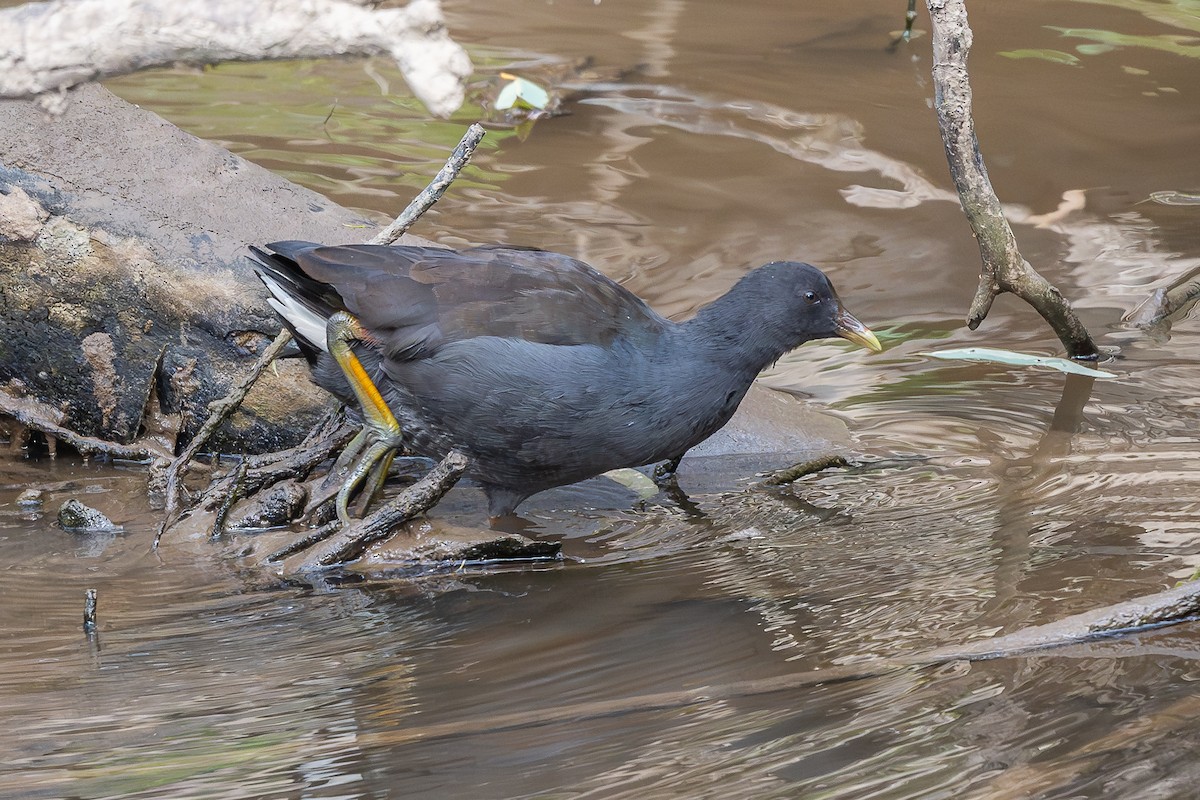 Dusky Moorhen - ML616536657