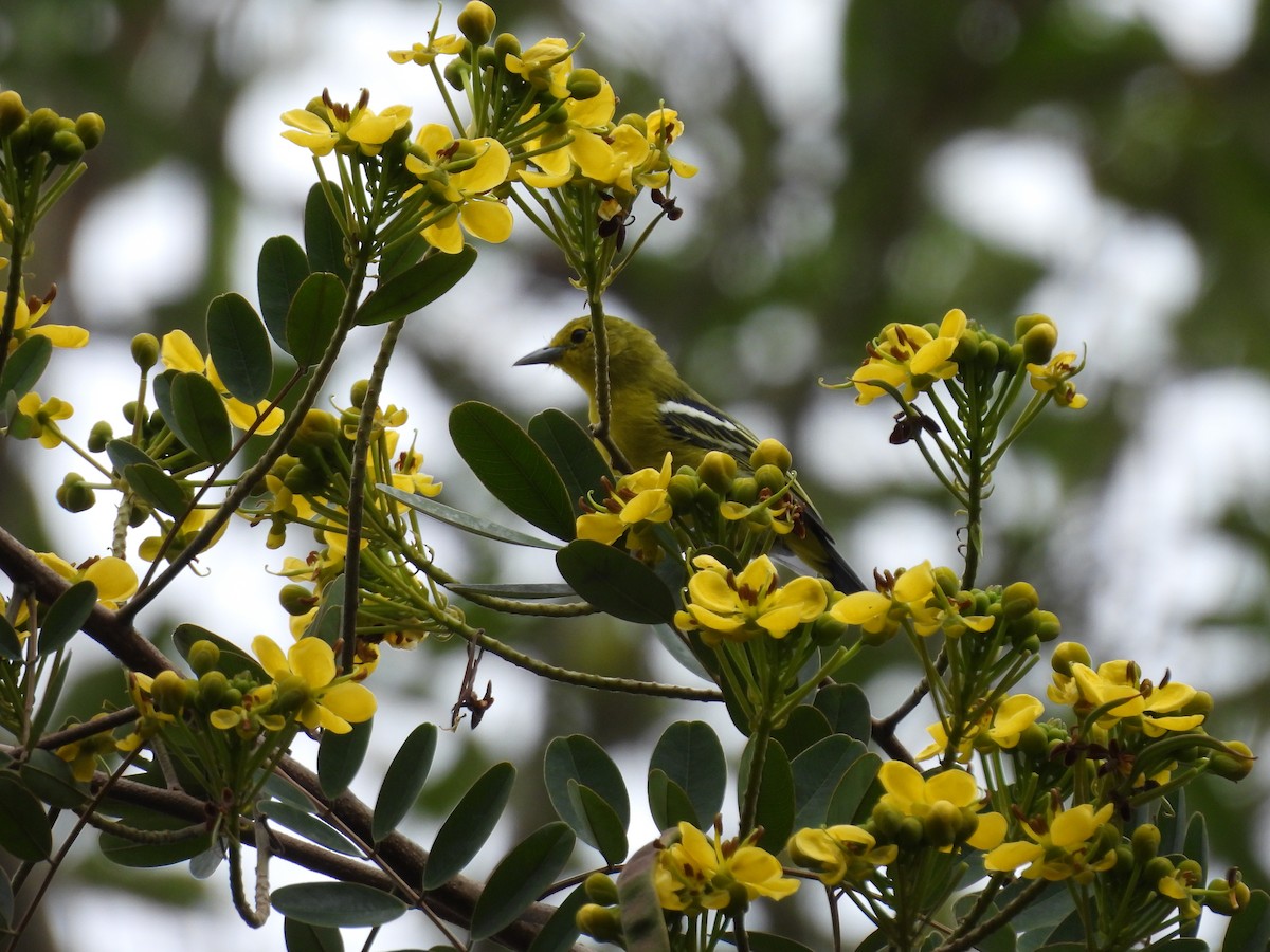 Common Iora - Xiongfei Pu