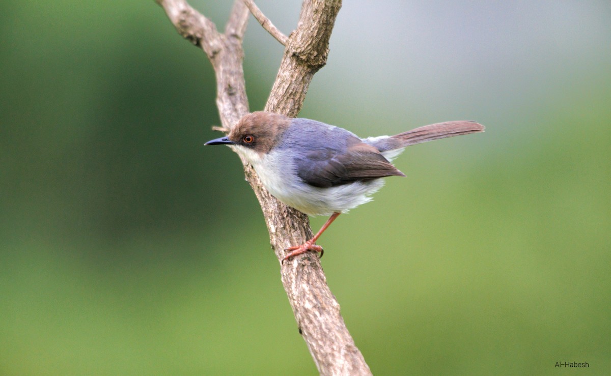 Brown-headed Apalis - ML616536683