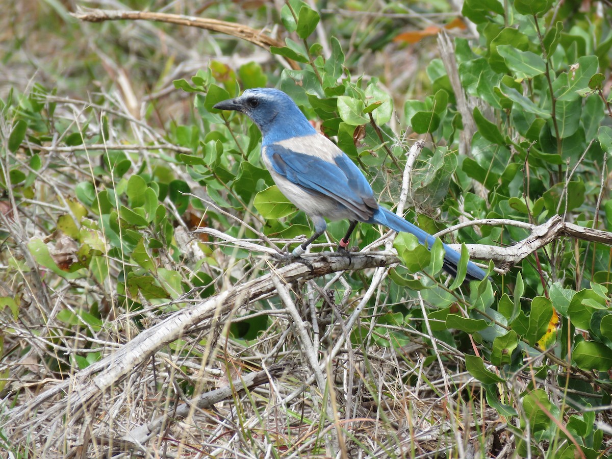 Florida Scrub-Jay - ML616536687